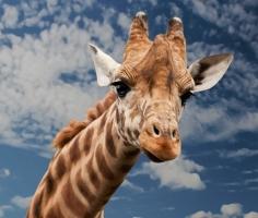 Советник Giraffe LSV по стратегии «Жираф»