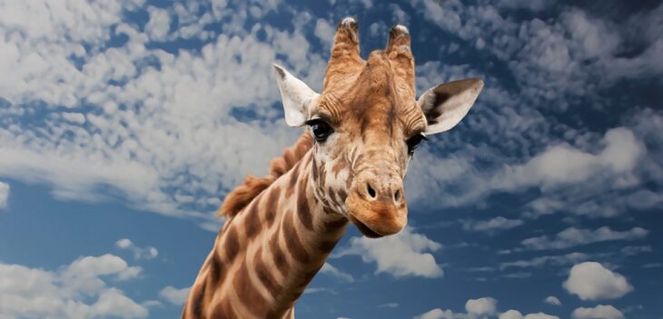 Советник Giraffe LSV по стратегии «Жираф»